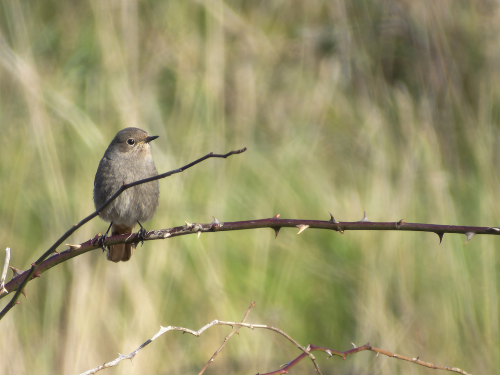 Photo of Black Redstart